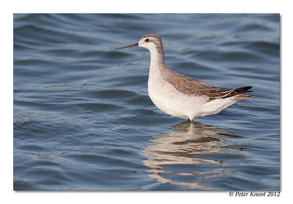 Wilson's Phalarope