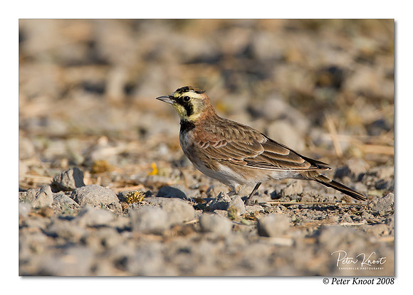 Horned Lark