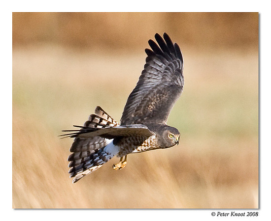 Northern Harrier