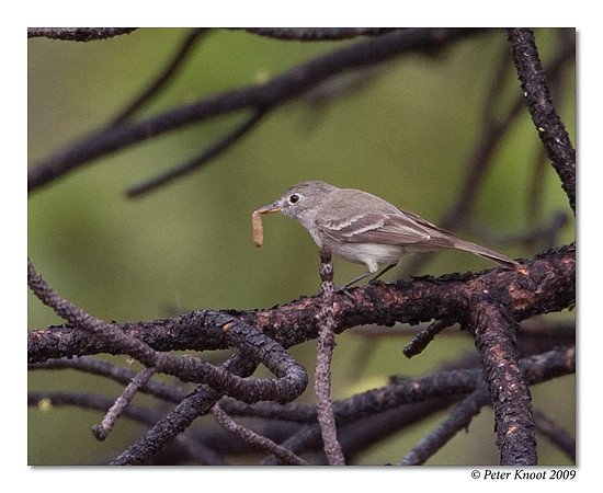 Gray Flycatcher