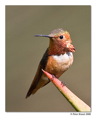 Allen's Hummingbird