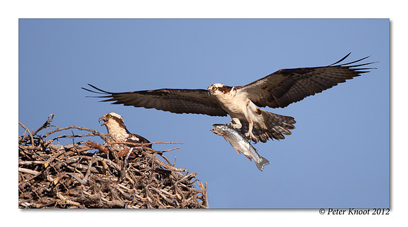 Osprey