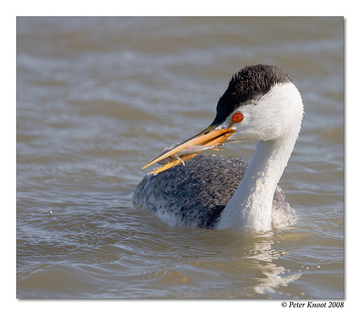 Clark's Grebe