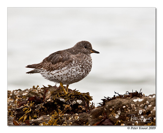 Surfbird