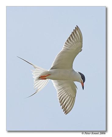 Forster's Tern