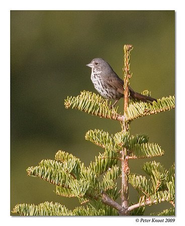 Fox Sparrow