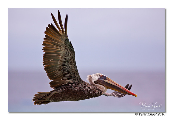 Brown Pelican
