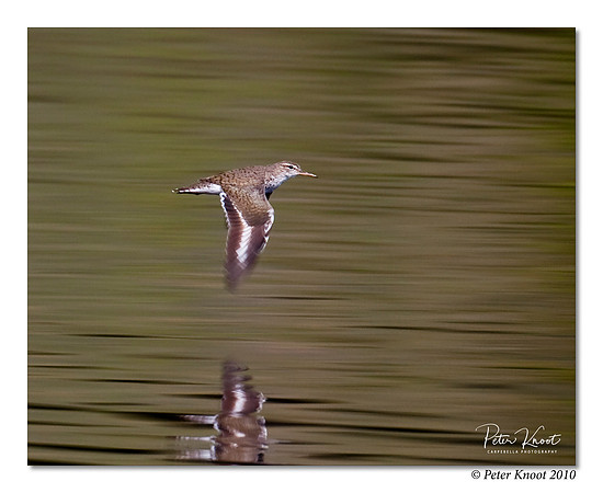 Spotted Sandpiper