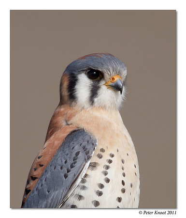 American Kestrel