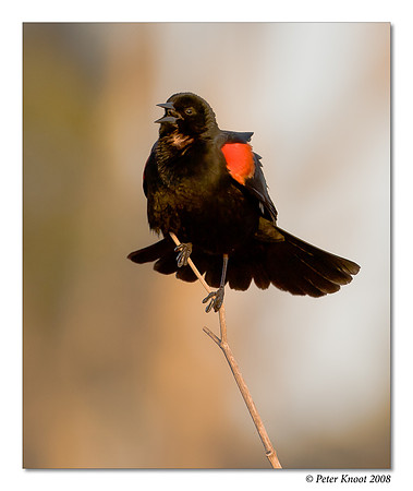 Red-winged Blackbird