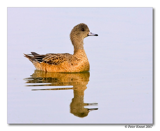 American Wigeon