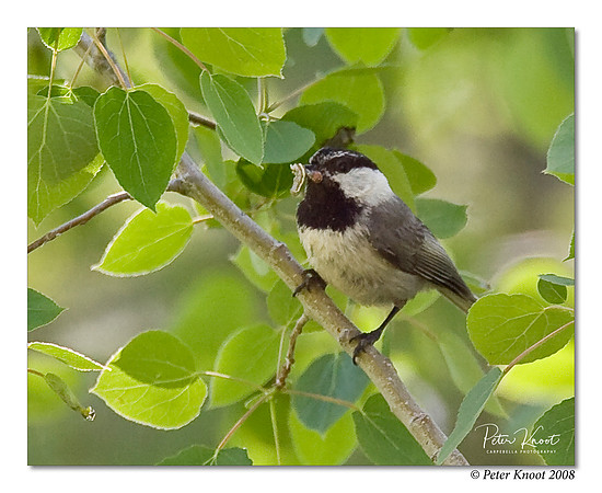 Mountain Chickadee