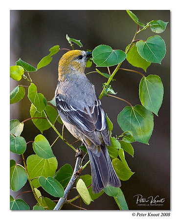 Pine Grosbeak