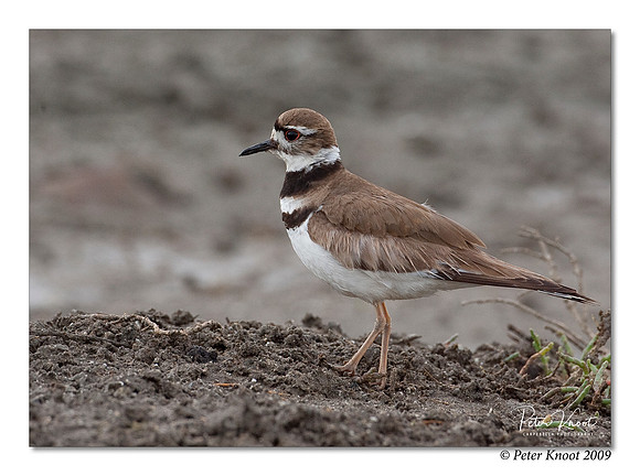 Killdeer