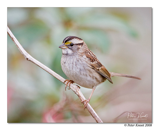 White-throated Sparrow