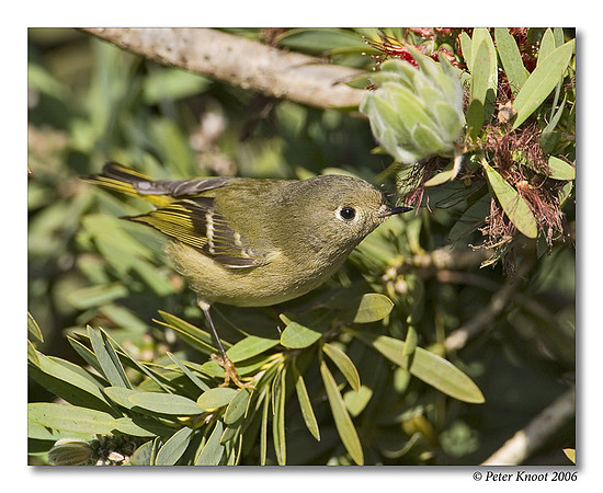 Ruby-crowned Kinglet