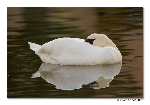 Mute Swan
