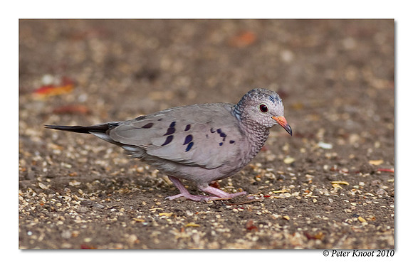Common Ground Dove