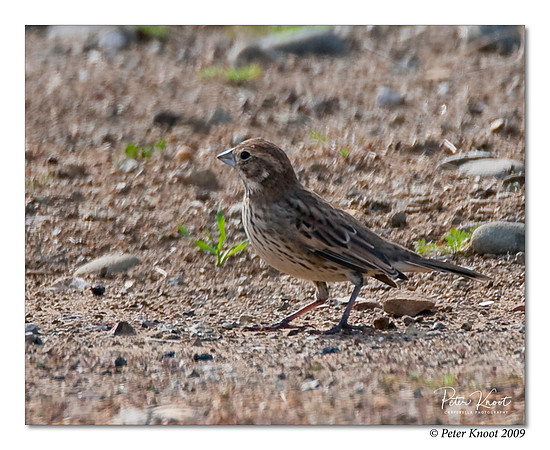 Lark Bunting