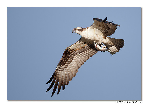 Osprey