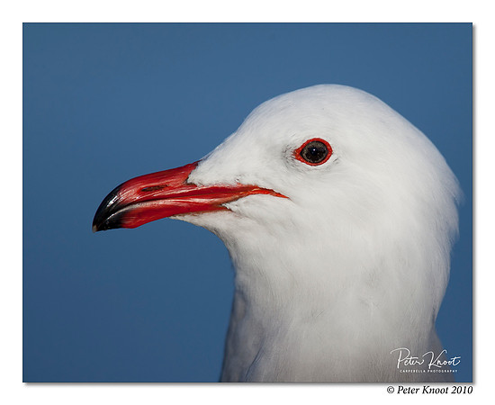 Heermann's Gull