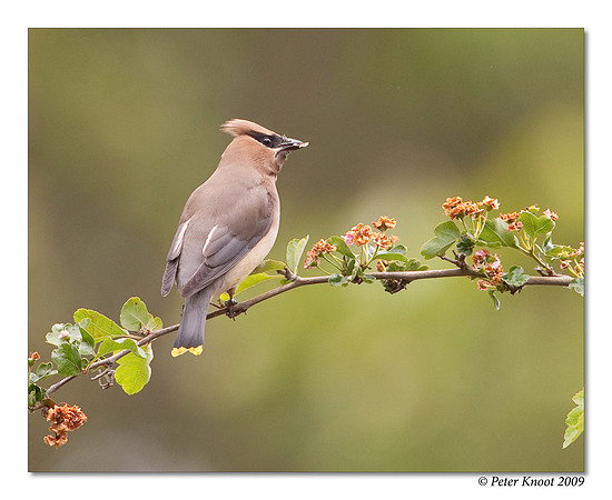 Cedar Waxwing