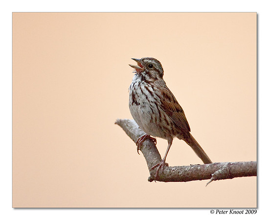 Song Sparrow