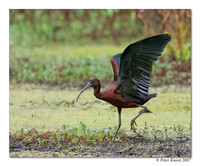 Glossy Ibis