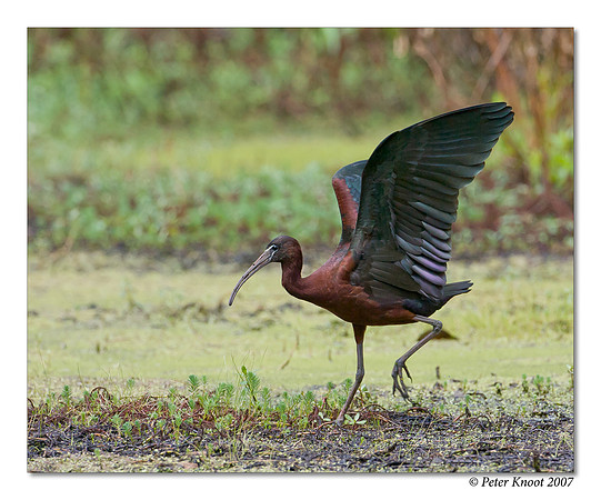 Glossy Ibis