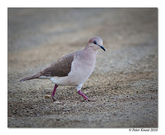 White-tipped Dove