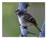 Hammond's Flycatcher