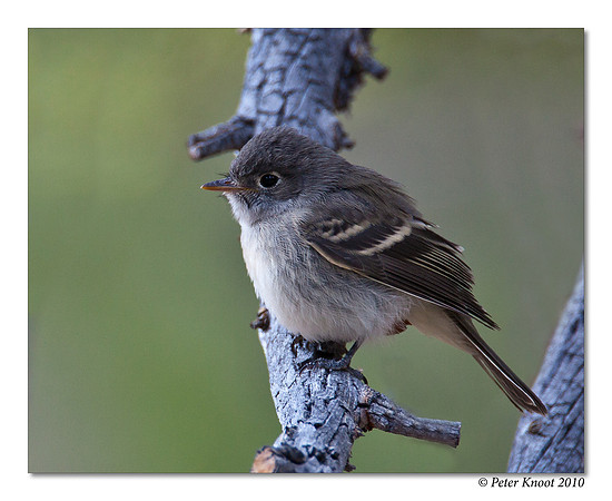 Hammond's Flycatcher