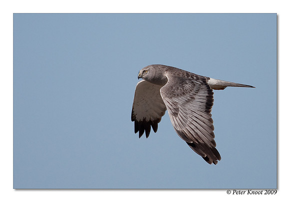 Northern Harrier