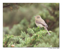 Dusky Flycatcher