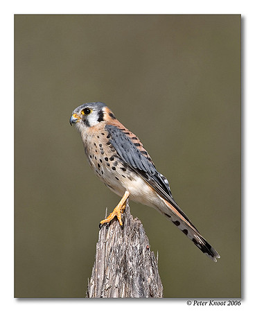 American Kestrel