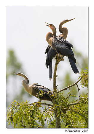 Anhinga