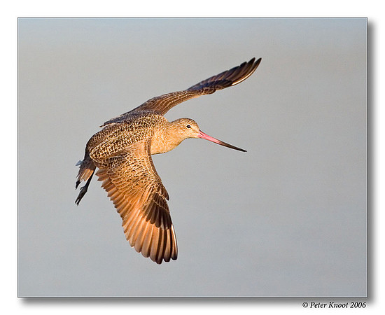 Marbled Godwit