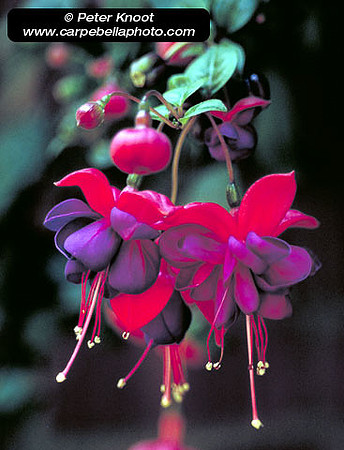 Fuchsia