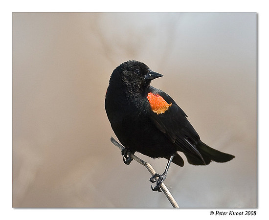 Red-winged Blackbird