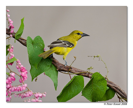 Yellow Oriole
