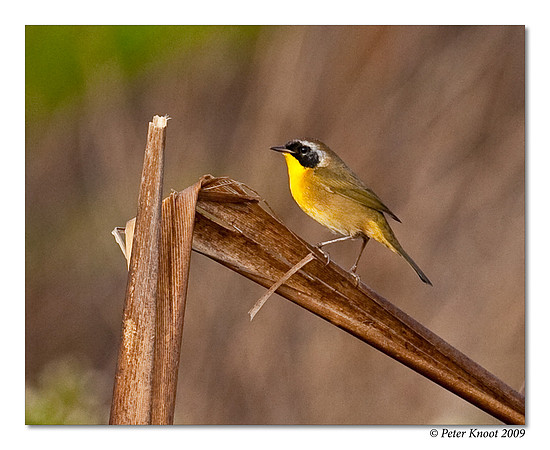 Common Yellowthroat