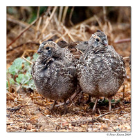 California Quail