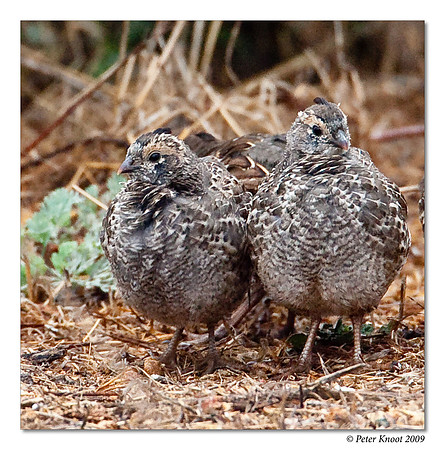 California Quail