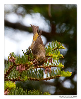 Red Crossbill