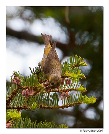 Red Crossbill