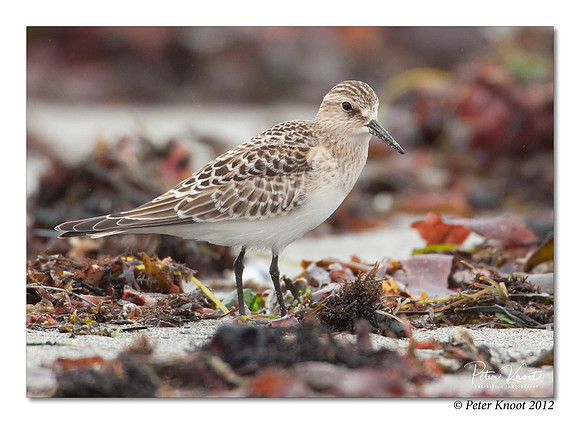 Baird's Sandpiper