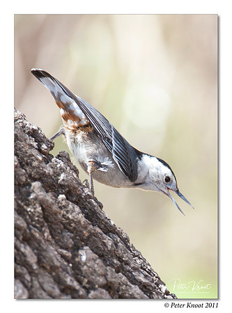 peter_white-breasted_nuthatch_3