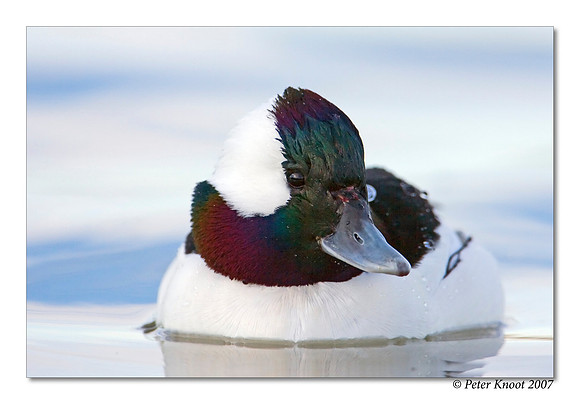 Bufflehead