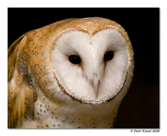 Barn Owl