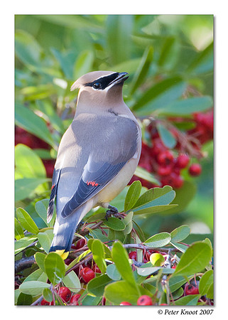 peter_cedar_waxwing_28